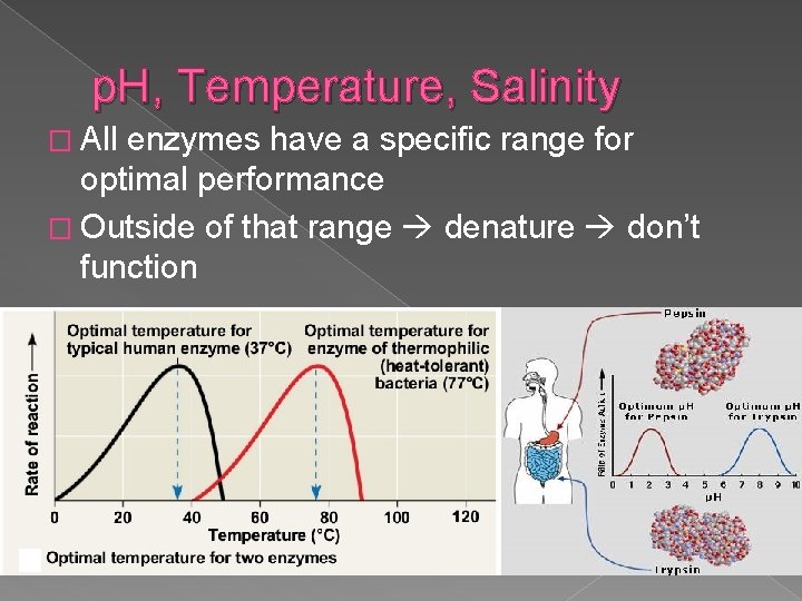 p. H, Temperature, Salinity � All enzymes have a specific range for optimal performance