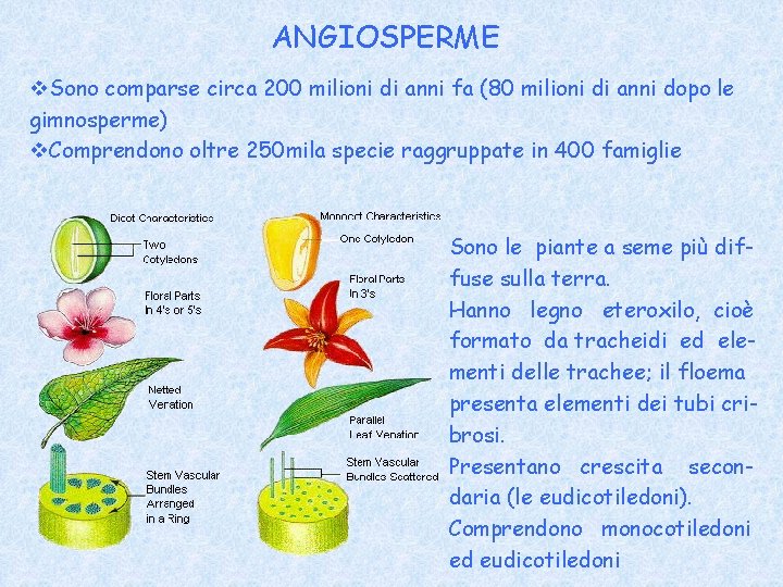 ANGIOSPERME v. Sono comparse circa 200 milioni di anni fa (80 milioni di anni