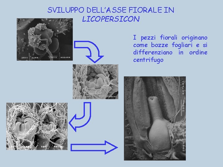 SVILUPPO DELL’ASSE FIORALE IN LICOPERSICON I pezzi fiorali originano come bozze fogliari e si