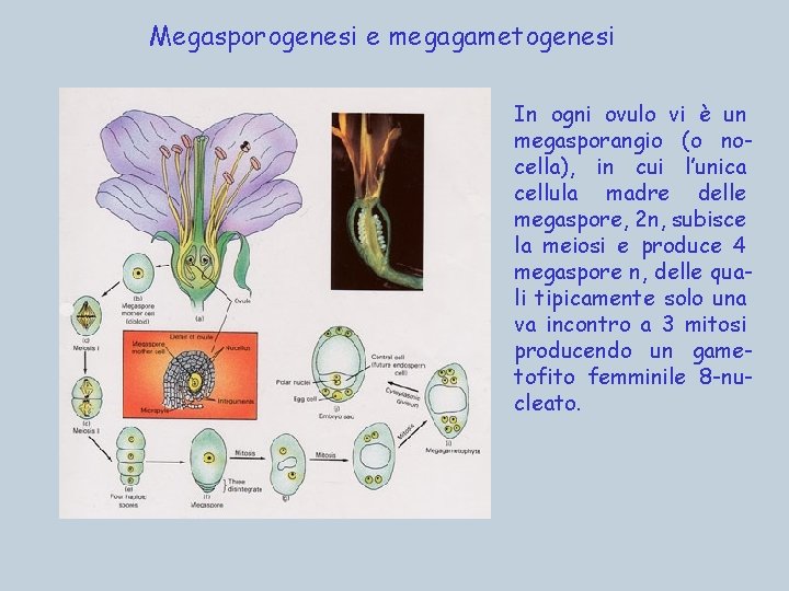 Megasporogenesi e megagametogenesi In ogni ovulo vi è un megasporangio (o nocella), in cui