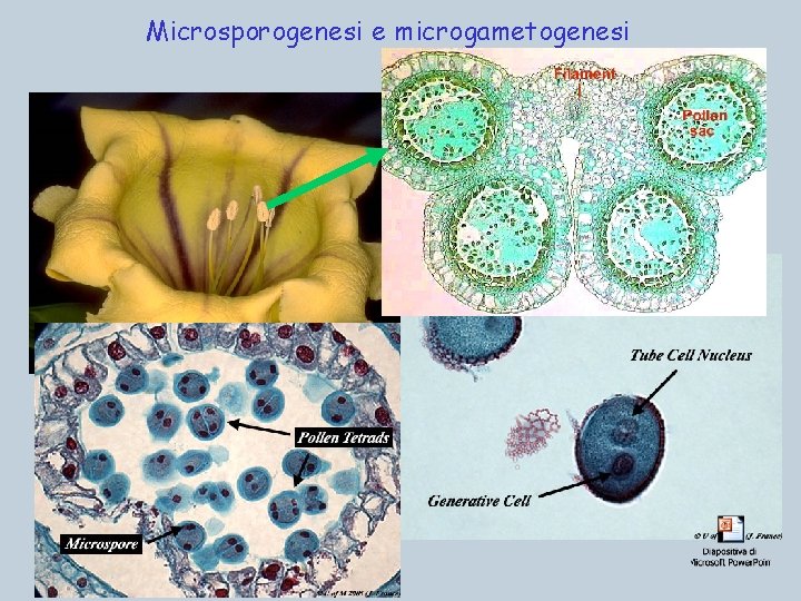 Microsporogenesi e microgametogenesi 