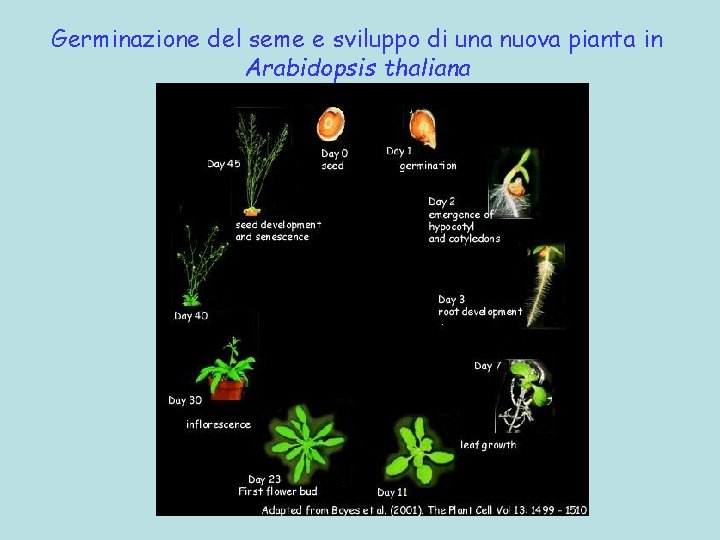 Germinazione del seme e sviluppo di una nuova pianta in Arabidopsis thaliana 