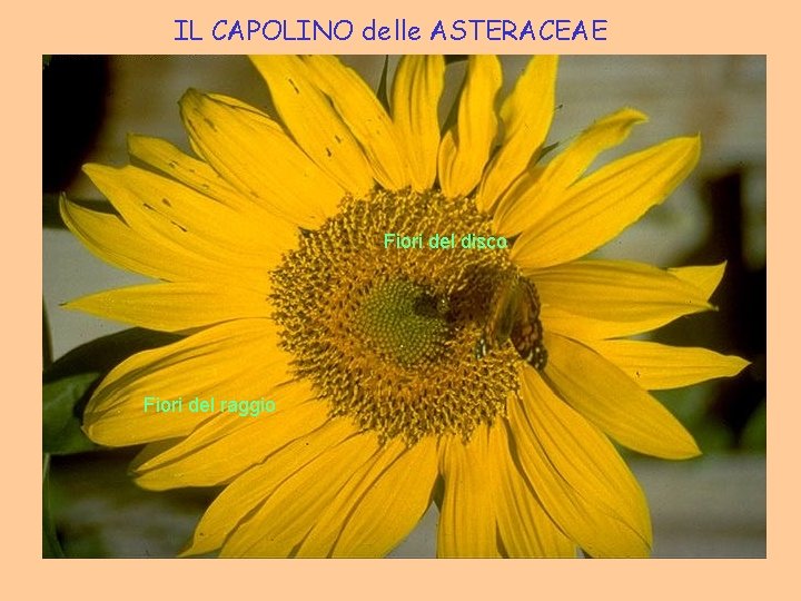 IL CAPOLINO delle ASTERACEAE Fiori del disco Fiori del raggio 