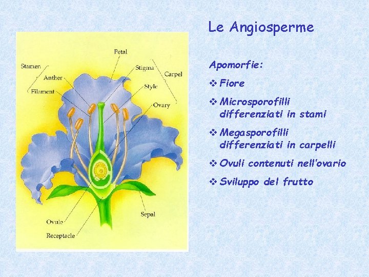 Le Angiosperme Apomorfie: v Fiore v Microsporofilli differenziati in stami v Megasporofilli differenziati in