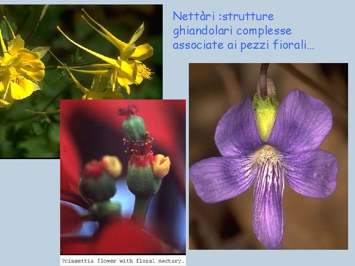 Nettàri : strutture ghiandolari complesse associate ai pezzi fiorali… 