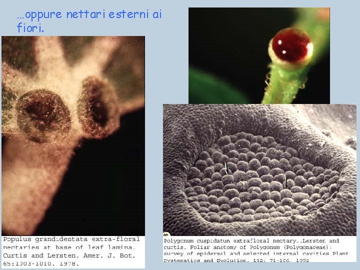 …oppure nettari esterni ai fiori. 