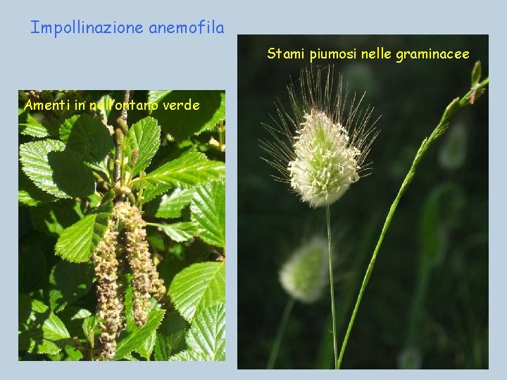 Impollinazione anemofila Stami piumosi nelle graminacee Amenti in nell’ontano verde 
