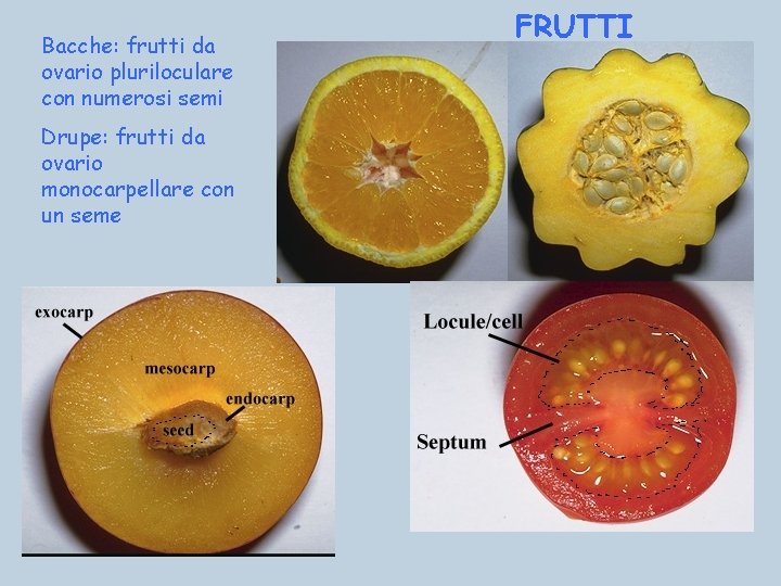 Bacche: frutti da ovario pluriloculare con numerosi semi Drupe: frutti da ovario monocarpellare con