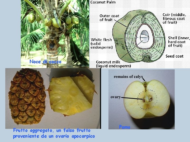 Noce di cocco Frutto aggregato, un falso frutto proveniente da un ovario apocarpico Pomo