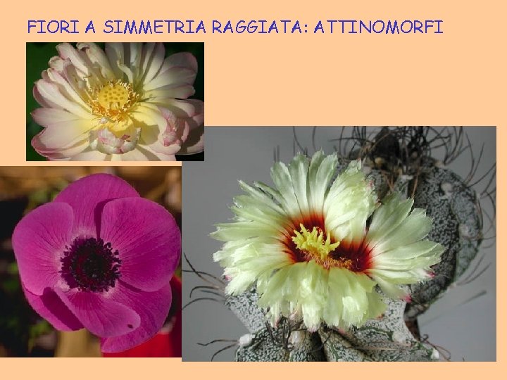 FIORI A SIMMETRIA RAGGIATA: ATTINOMORFI 