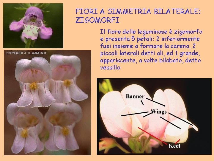 FIORI A SIMMETRIA BILATERALE: ZIGOMORFI Il fiore delle leguminose è zigomorfo e presenta 5