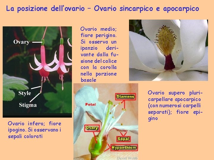 La posizione dell’ovario – Ovario sincarpico e apocarpico Ovario medio; fiore perigino. Si osserva