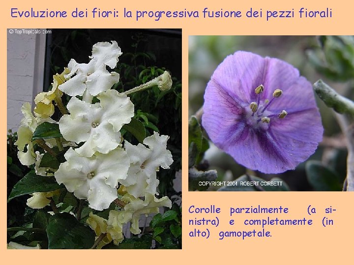 Evoluzione dei fiori: la progressiva fusione dei pezzi fiorali Corolle parzialmente (a sinistra) e