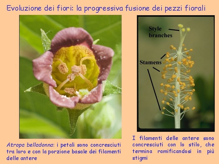 Evoluzione dei fiori: la progressiva fusione dei pezzi fiorali Atropa belladonna: i petali sono