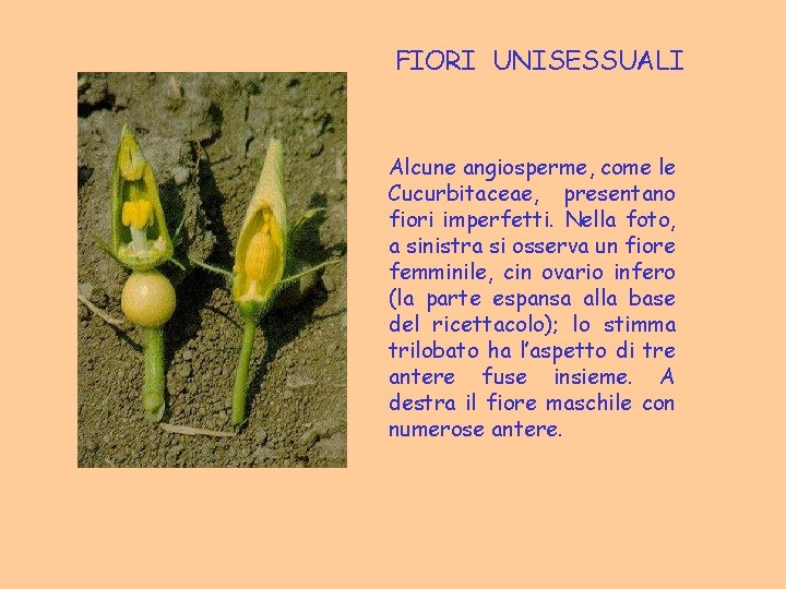 FIORI UNISESSUALI Alcune angiosperme, come le Cucurbitaceae, presentano fiori imperfetti. Nella foto, a sinistra