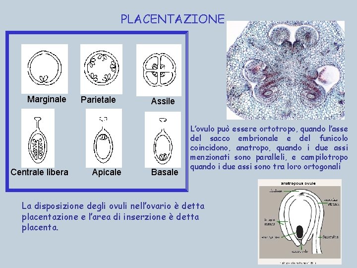 PLACENTAZIONE Marginale Centrale libera Parietale Apicale Assile Basale L’ovulo può essere ortotropo, quando l’asse