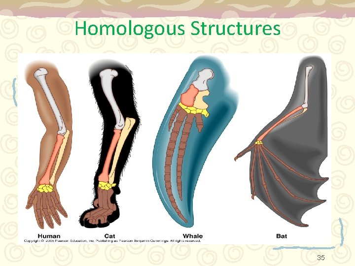 Homologous Structures 35 