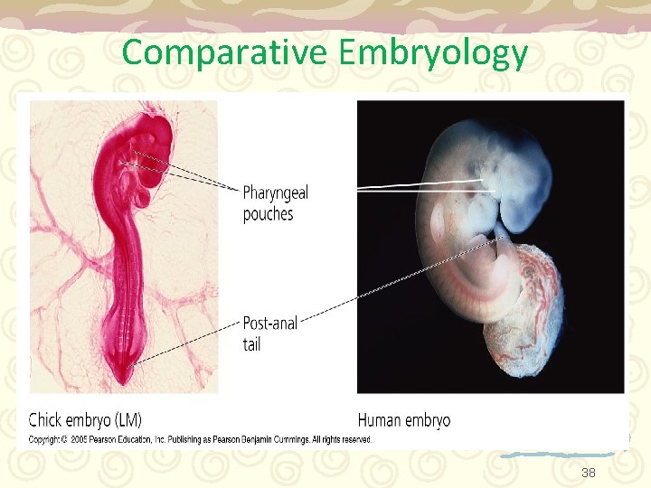 Comparative Embryology 38 