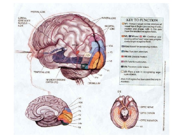 Régions de traitement du signal visuel dans le cortex Cortex visuel primaire (V 1)