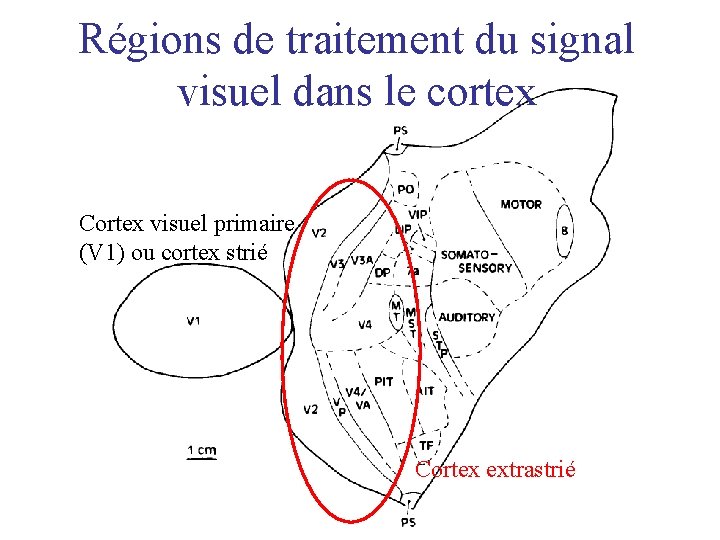 Régions de traitement du signal visuel dans le cortex Cortex visuel primaire (V 1)