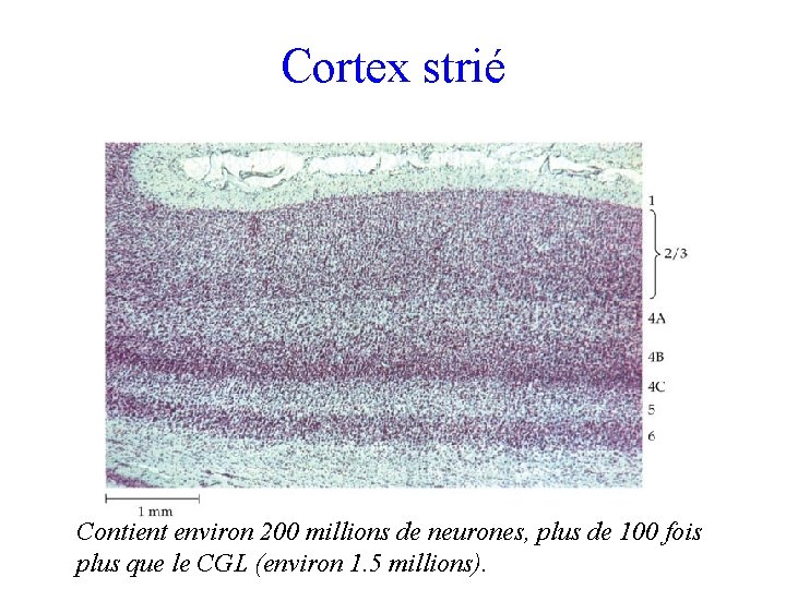 Cortex strié Contient environ 200 millions de neurones, plus de 100 fois plus que