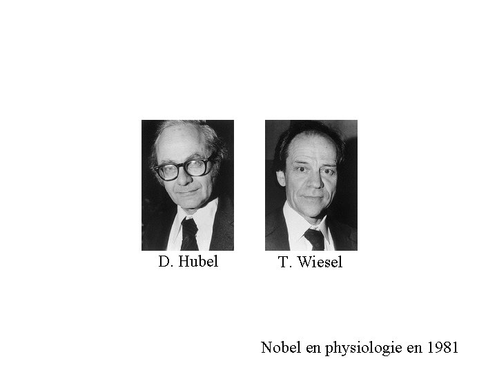 D. Hubel T. Wiesel Nobel en physiologie en 1981 