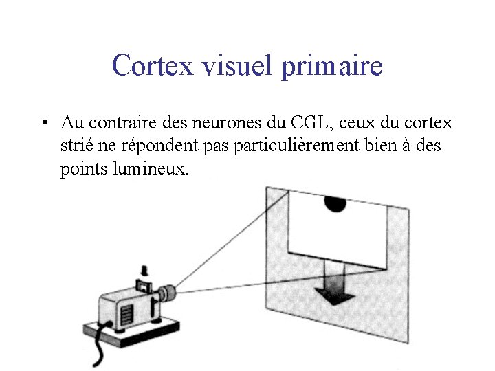Cortex visuel primaire • Au contraire des neurones du CGL, ceux du cortex strié