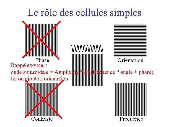 Le rôle des cellules simples Phase Orientation Rappelez-vous : onde sinusoidale = Amplitude *