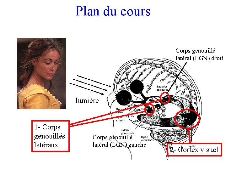 Plan du cours Corps genouillé latéral (LGN) droit lumière 1 - Corps genouillés latéraux