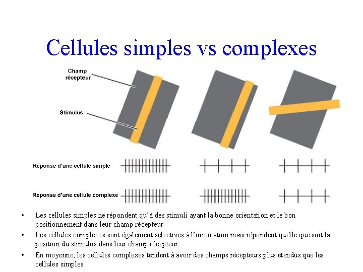 Cellules simples vs complexes • • • Les cellules simples ne répondent qu’à des