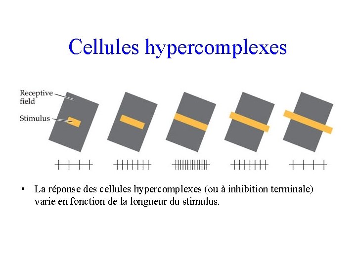 Cellules hypercomplexes • La réponse des cellules hypercomplexes (ou à inhibition terminale) varie en