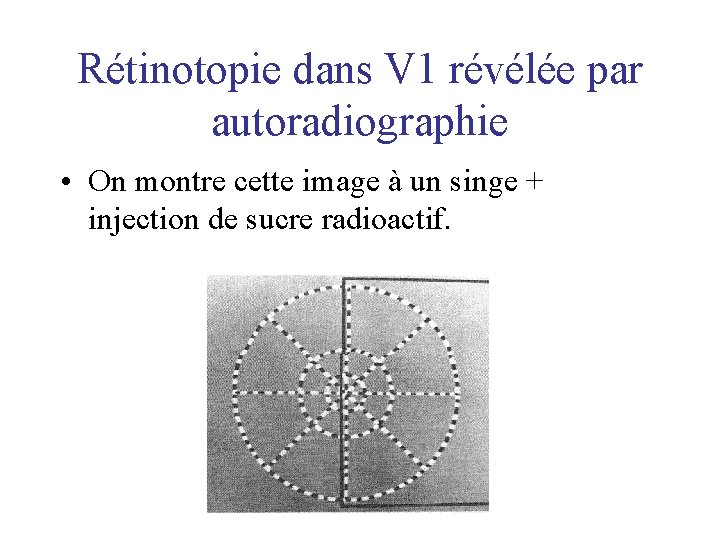 Rétinotopie dans V 1 révélée par autoradiographie • On montre cette image à un