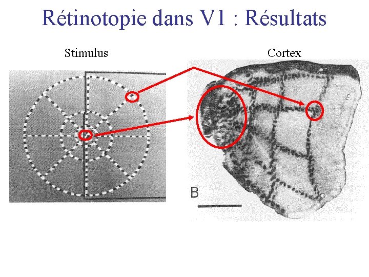 Rétinotopie dans V 1 : Résultats Stimulus Cortex 