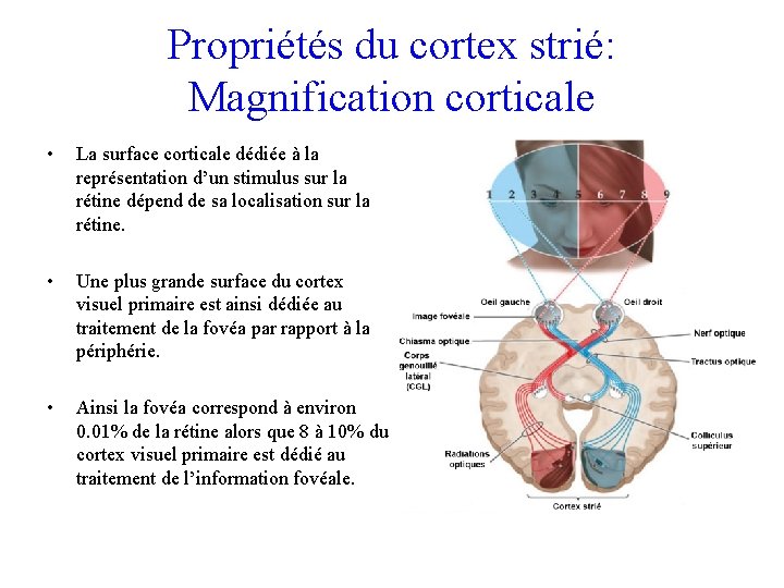 Propriétés du cortex strié: Magnification corticale • La surface corticale dédiée à la représentation