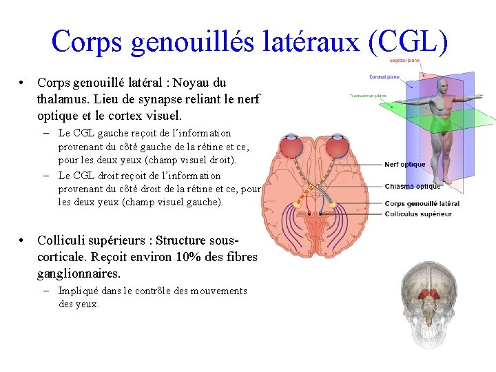Corps genouillés latéraux (CGL) • Corps genouillé latéral : Noyau du thalamus. Lieu de