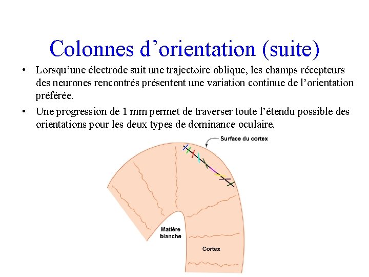 Colonnes d’orientation (suite) • Lorsqu’une électrode suit une trajectoire oblique, les champs récepteurs des