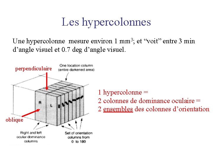 Les hypercolonnes Une hypercolonne mesure environ 1 mm 3; et “voit” entre 3 min