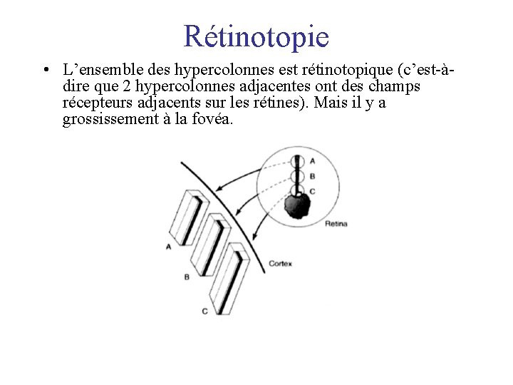 Rétinotopie • L’ensemble des hypercolonnes est rétinotopique (c’est-àdire que 2 hypercolonnes adjacentes ont des