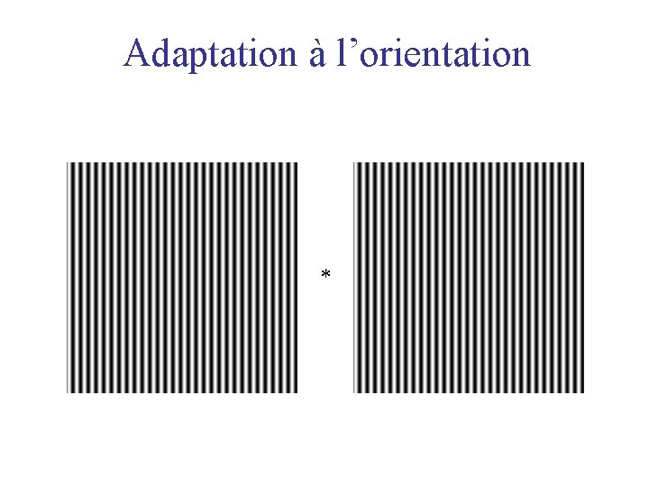 Adaptation à l’orientation * 