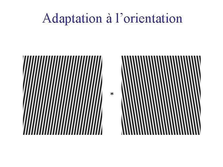 Adaptation à l’orientation * 