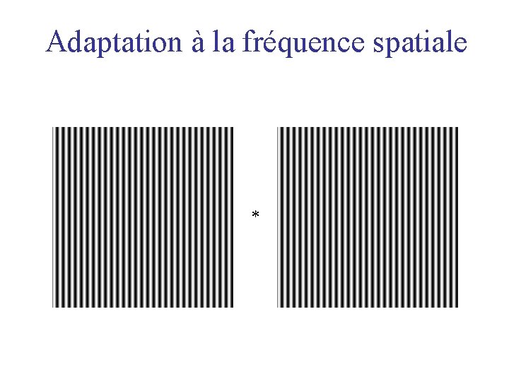 Adaptation à la fréquence spatiale * 