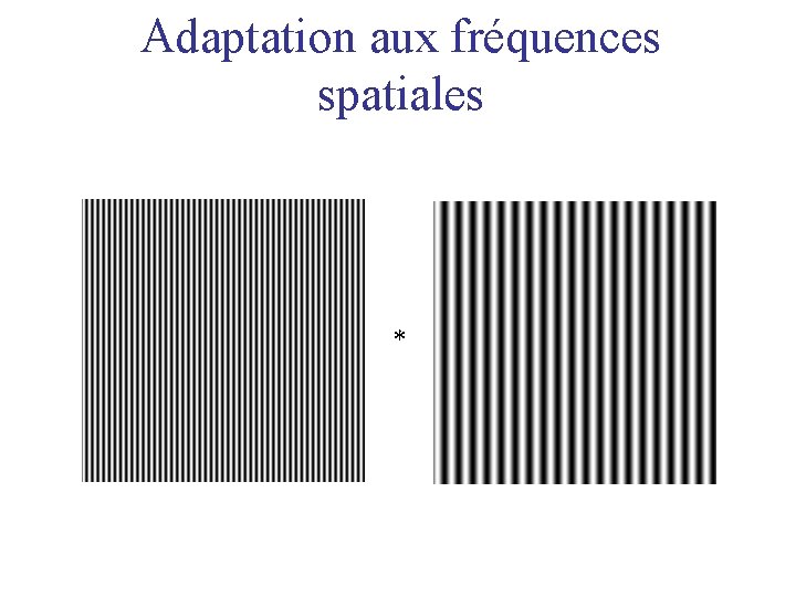 Adaptation aux fréquences spatiales * 