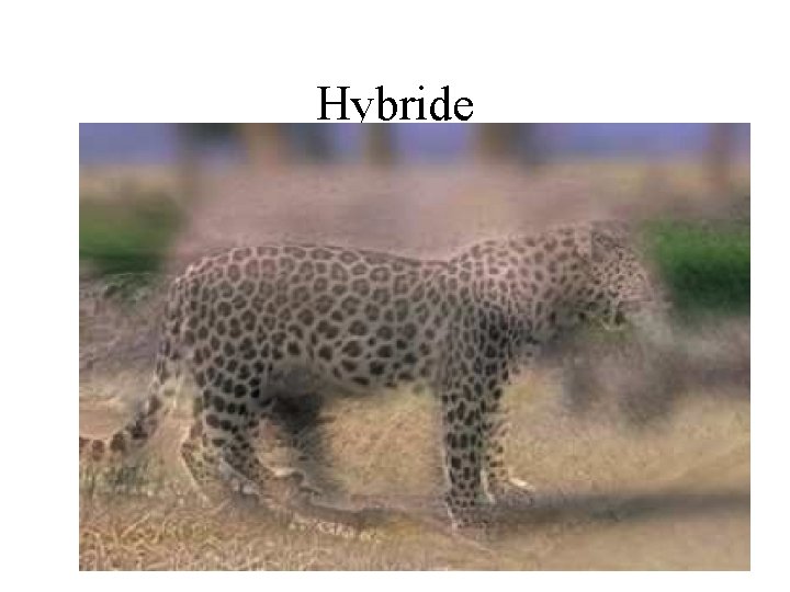 Hybride 