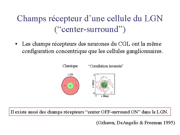Champs récepteur d’une cellule du LGN (“center-surround”) • Les champs récepteurs des neurones du