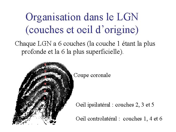 Organisation dans le LGN (couches et oeil d’origine) Chaque LGN a 6 couches (la