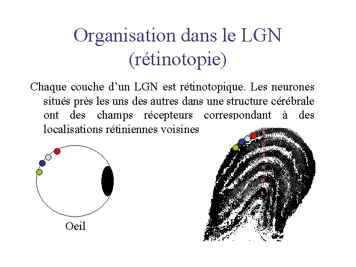 Organisation dans le LGN (rétinotopie) Chaque couche d’un LGN est rétinotopique. Les neurones situés