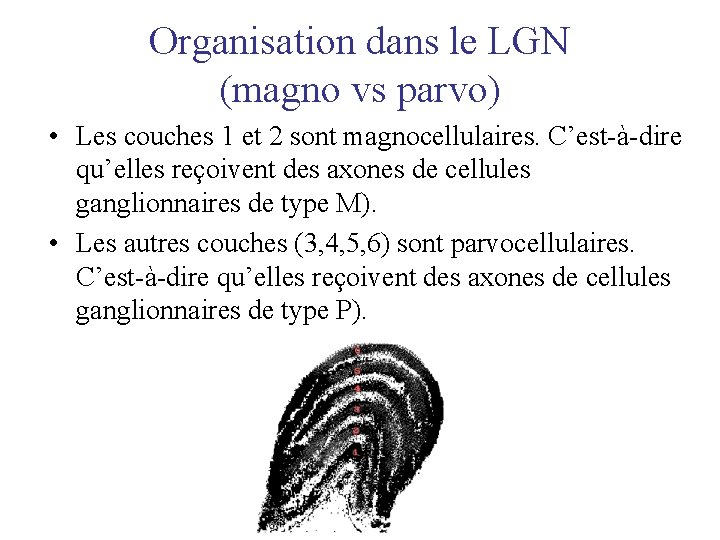 Organisation dans le LGN (magno vs parvo) • Les couches 1 et 2 sont