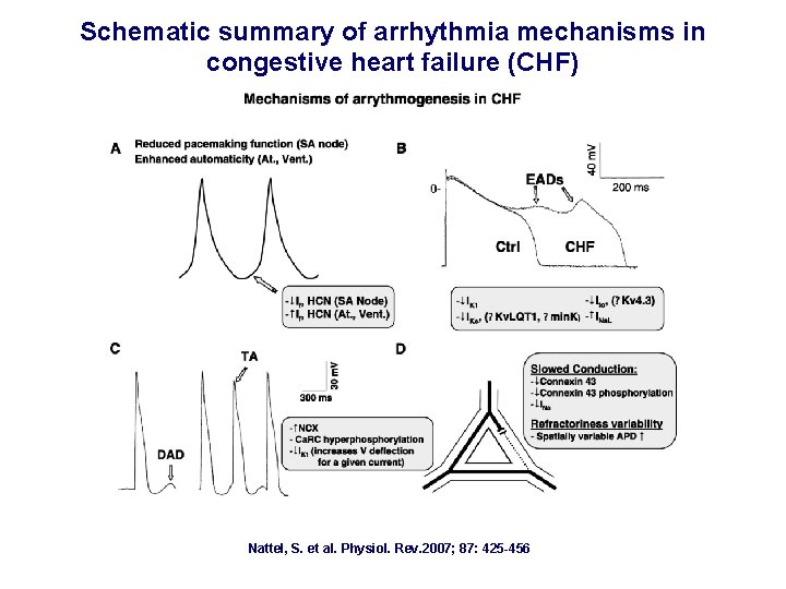 Schematic summary of arrhythmia mechanisms in congestive heart failure (CHF) Nattel, S. et al.