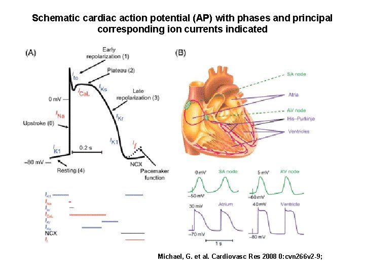 Schematic cardiac action potential (AP) with phases and principal corresponding ion currents indicated Michael,