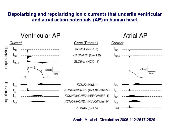 Depolarizing and repolarizing ionic currents that underlie ventricular and atrial action potentials (AP) in